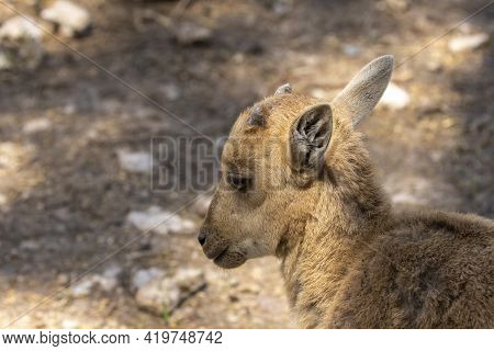 Young  Barbary Sheep ( Ammotragus Lervia ), Also Known As Aoudad In The Zoo