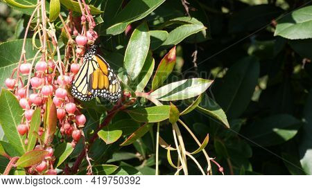 Monarch Butterfly Pollinate Arbutus Flower, California Usa. Pink Madrone Blossom, Romantic Botanical