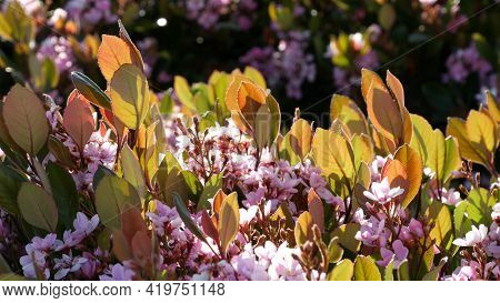 Indian Hawthorn Pink Flower, California Usa. Rhaphiolepis Springtime Fresh Bloom, Romantic Botanical