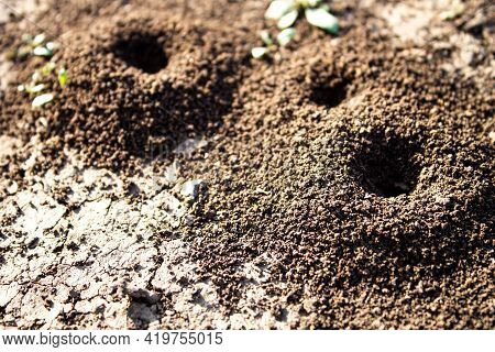 Ant House. Anthill On The Road. A Slide Of Land On The Road Created By Ants. House For Insects.