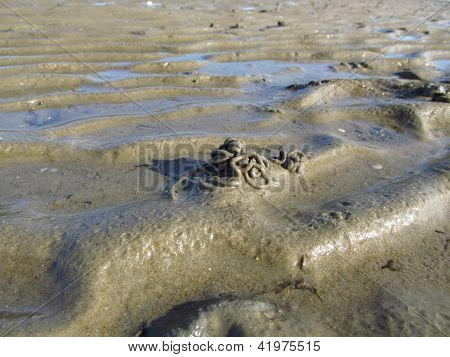 Severní moře Bahno s Lugworm hromady