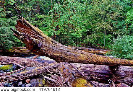 Creekside Log Jam - Logs Along Marion Creek - Near Marion Forks, Or