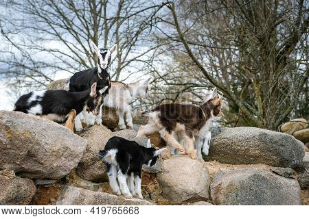 Herd Of Goats In The Grassland. Goats Eating Grass And Climbing Rocks On A Pasture In Farm. Goat Kid