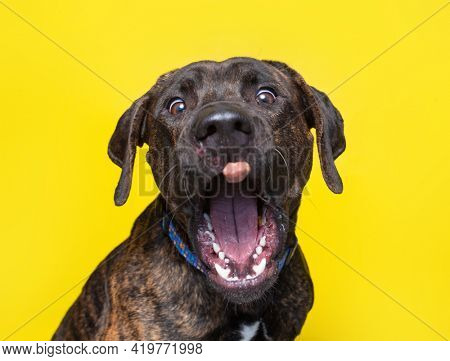studio shot of a cute dog on an isolated background