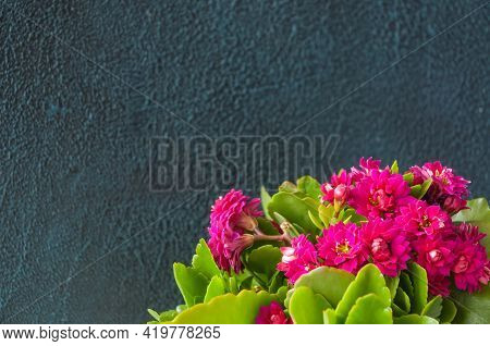 The Pink Kalanchoe Flowers On A Gray Background With A Place Under The Copispace