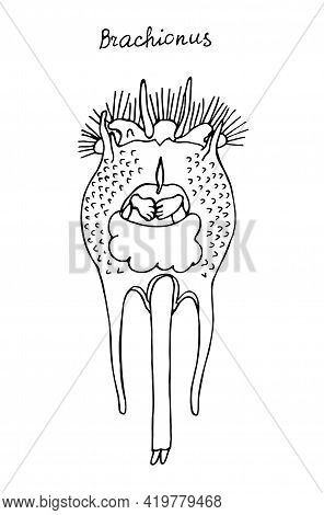 Wheel Animal. Black And White Hand Drawn Illustration.