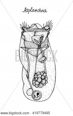 Wheel Animal. Black And White Hand Drawn Illustration.