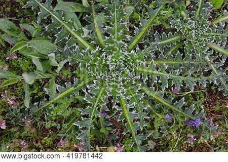 Bright Juicy And Prickly Grass. Forest Weed. A Symmetrical Plant In A Clearing In The Forest. Spring