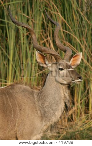 Kudu Antilope
