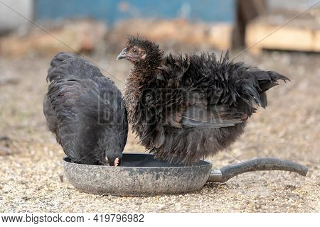 Two Bristling Black Hens Standing In A Drity Pan