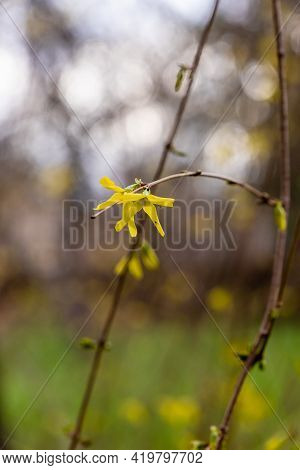 Close-up Vertical Photo Of Two Yellow Forsythia Flowers With Bugs. Brown Leafless Branch Of Forsythi