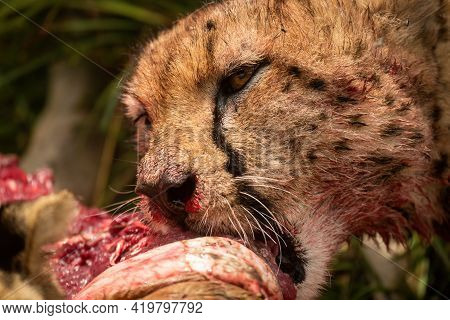 Close-up Of Bloody Cheetah Gnawing On Carcase