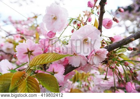 Yoshino Cherry blooming in the spring
