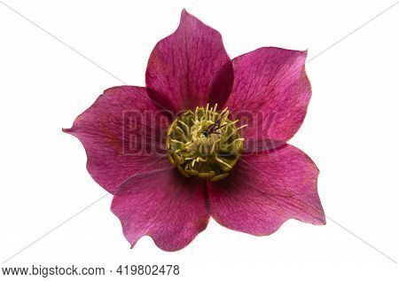 Burgundy Hellebore Flower Isolated On White Background