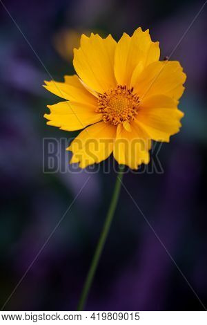 Sunny Summer Lance Leaf Coreopsis (coreopsis Lanceolata)