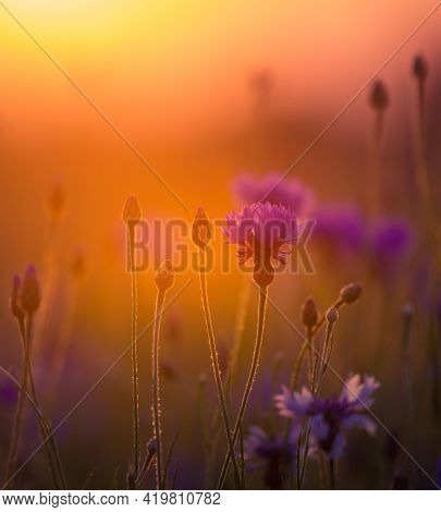 Beautifu Blue Cornflowers Blooming In The Field In Dolden Sunset Light. Wildflowers In Northern Euro