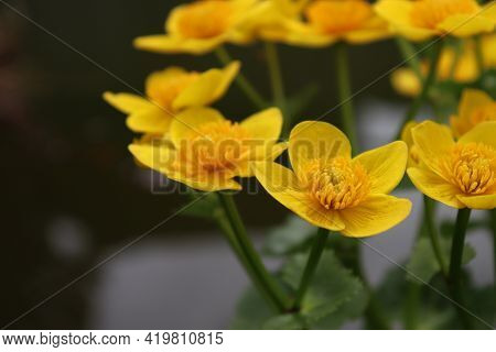 Yellow Marsh Marigold, Caltha Palustris. Yellow Aquatic And Semi-aquatic Flower.