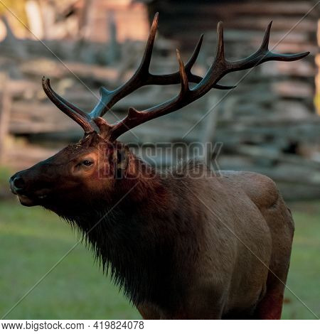 Profile Of Bull Elk With Sunlight On Eye In Great Smoky Mountains National Park