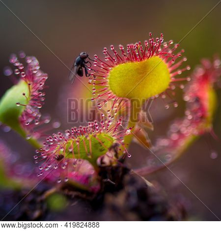 A Beautiful Sundew Growing In The Wetlands. Sundew Plant Leaves Waiting For Insects. Carnivorous Pla