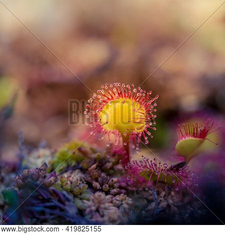 A Beautiful Sundew Growing In The Wetlands. Sundew Plant Leaves Waiting For Insects. Carnivorous Pla