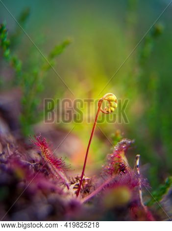 A Beautiful, Small Swamp Sundew Plant With A Flower Stem. Sundew Growing In The Northern Europe Wetl