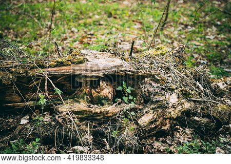 Twig Of Wild Plant Nettle Or Stinging Nettle Urtica Dioica Growing Through Fallen Tree In Spring For