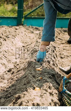 Human Planting Potatoes In Veggetable Garden. Springtime.