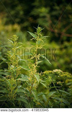 Twigs Of Wild Plant Nettle - Stinging Nettle - Urtica Dioica In Summer Spring Meadow. Close Up.
