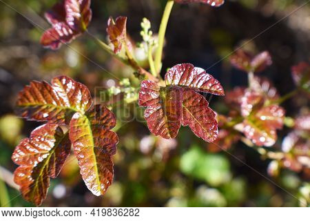 New Western Poison Oak Leaves Close Up For Plant Identification