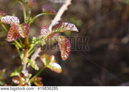 New Poison Oak Leaves Close Up For Plant Identification
