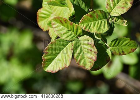 Poison Oak Leaf Close Up For Plant Identification