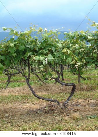 Grapevine