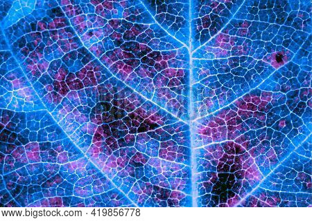 A Leaf Of A Tree Close-up. Unusual Backdrop With Inverted Colors, Similar To Lights Of A Neon Sign. 