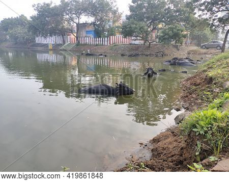 Refreshment Of Water Buffalo On Water Pond. Water Buffalo Bathing In The Pond In India. Asian Black 