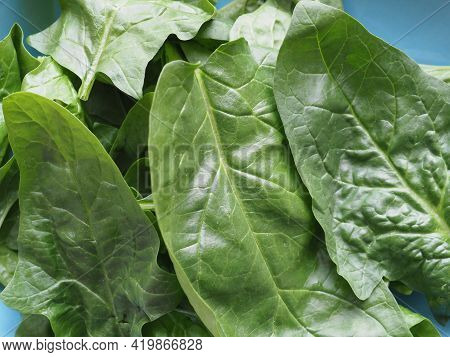 Green Spinach Leaves
