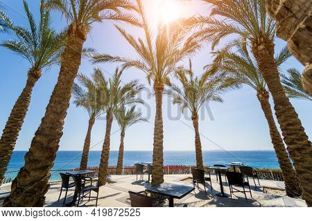 Tall Palms At Teracce Near The Sea Against The Blue Sky