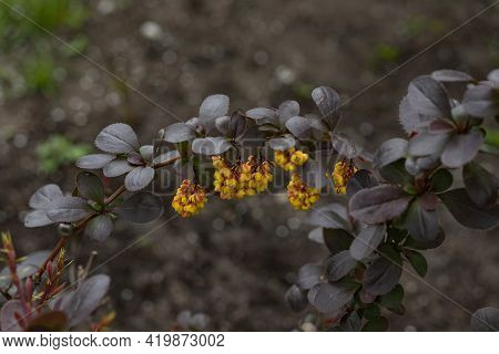 Beautiful Shrub Detail Of Mahonia Aquifolium Red Leaves Yellow Buds And Blooms