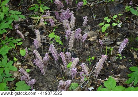 Parasitic Plant Common Toothwort (lathraea Squamaria).