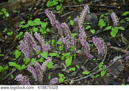 Parasitic Plant Common Toothwort (lathraea Squamaria).