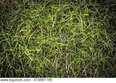 Abstract Natural Background. Collection With Different Colour Tones Of Green Grass, Copy Space. Summ
