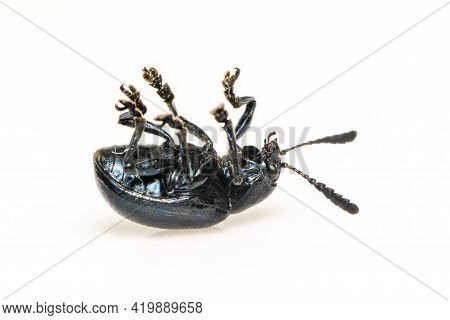 Image Of Blue Milkweed Beetle Isolated On White Background. Insect. Animal.