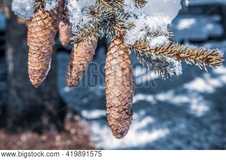 Closup View Of Pine Cone Hanhing On The Tree Branch Covered With Fresh Snow. Sunny Day, Winter Motif