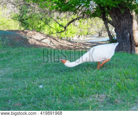 The Leader Of The Large White Geese Prepares To Attack. Big White Wild Goose On The River Bank Prote