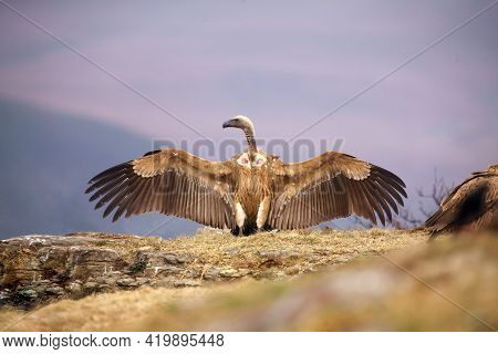 Cape Vulture (gyps Coprotheres) With Spread Wings Sitting On The Rock. A Large Rare African Vulture 