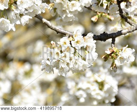 White Flowers Of Common Cherry (prunus Avium). Sunny Day And Tree In Full Bloom. Munilla, La Rioja, 