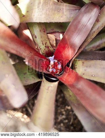 Detail Of Tillandsia Schiedeana Flower, Macro Photography, Background Out Of Focus, Red And Green Co