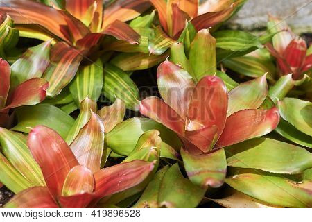 Tillandsia Schiedeana Plant Group, Macro Photography, Out Of Focus Background, Red And Green Colour