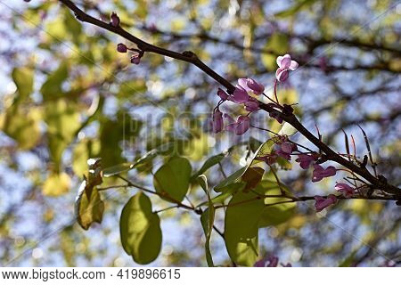 Various Flowers Of Cape Milkvetch. Polygala Myrtifolia. Background Of Green Leaves, Out Of Focus Bac