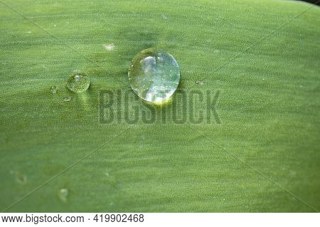Beautiful Closeup View Of Green Super Hydrophobic Spring Garden Tulip Leaves With Single Water Drop 