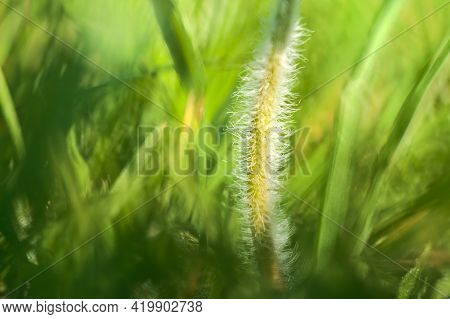 Beautiful Macro View Of Tiny Hairy Stem Of Small Single Low Growing Chamomile (mayweed) Flower On Li